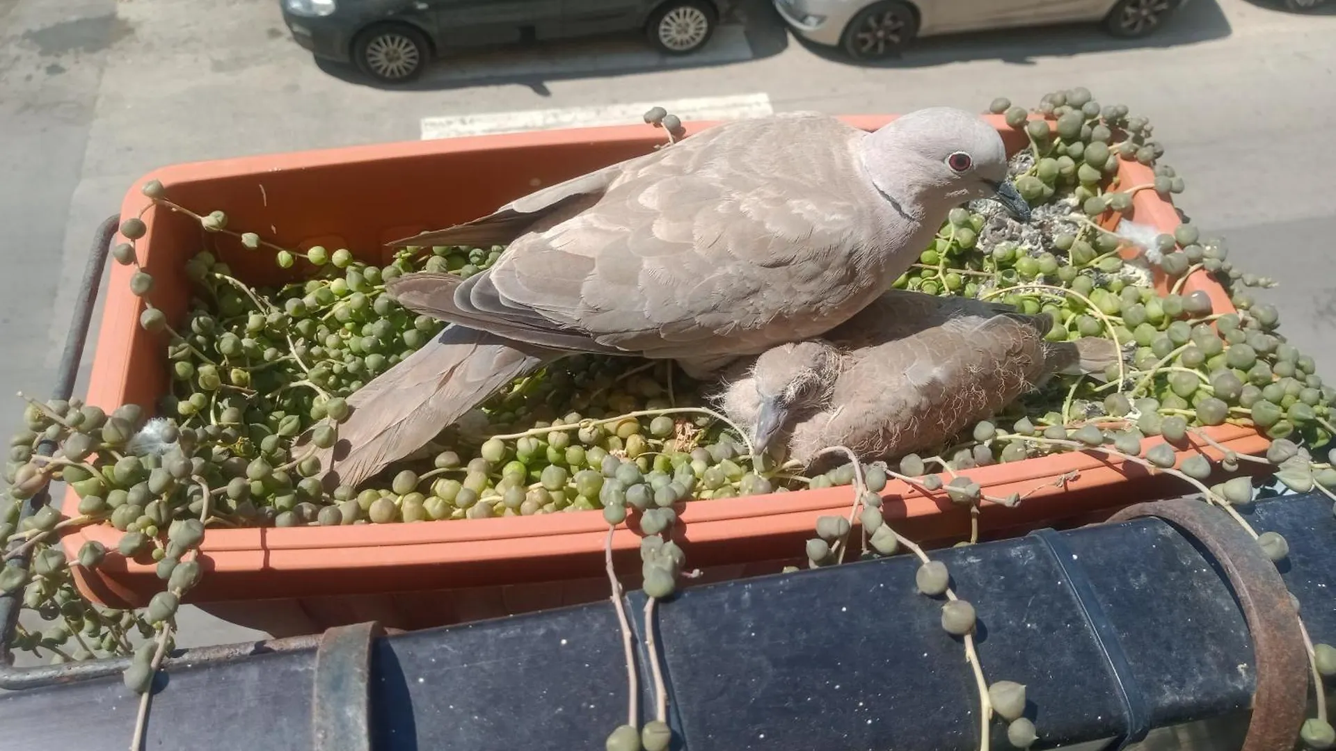 Appartamento Quedar-Se A L'Alguer Alghero